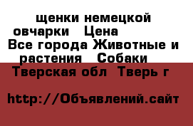 щенки немецкой овчарки › Цена ­ 15 000 - Все города Животные и растения » Собаки   . Тверская обл.,Тверь г.